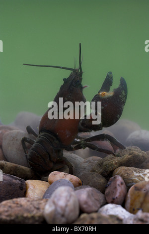 American Signal Crayfish (Pacifastacus leniusculus) on stones Stock Photo