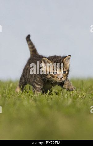 Katze, Kaetzchen gehend auf Wiese, Cat, kitten walking on a meadow