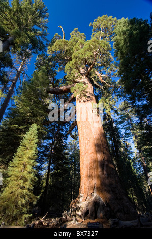 USA, California, Yosemite National Park, Mariposa Grove, Giant Grizzly Sequoia Stock Photo