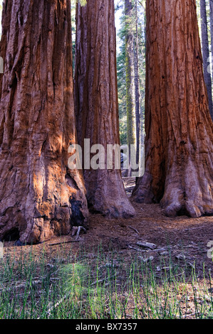 USA, California, Yosemite National Park, Mariposa Grove, Bachelor and Three Graces Giant Sequoias Stock Photo