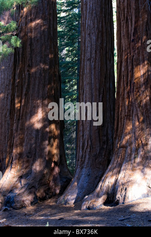 USA, California, Yosemite National Park, Mariposa Grove, Bachelor and Three Graces Giant Sequoias Stock Photo
