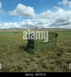 Recently cut alfalfa field with standing individual square bales, California, USA Stock Photo