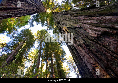 Usa, California, Redwood National Park, Redwood Tree Forest Stock Photo