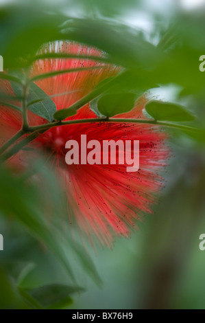 Red Powder Puff, Calliandra haematocephala, Obenigoukan. Flowering in ...