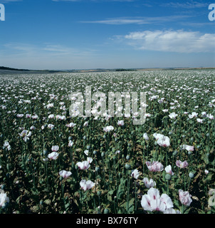 Opium poppy crop in flower, the crop has been grown for phamaceuticals Stock Photo