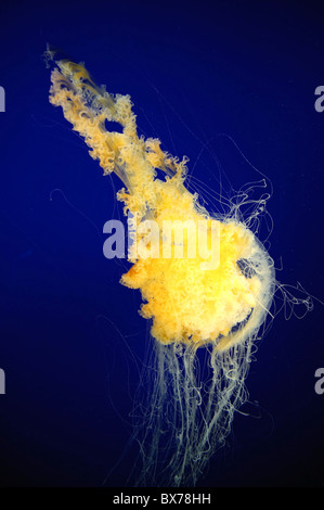 USA, California, Monterey Bay Acquarium, Jellyfish Stock Photo