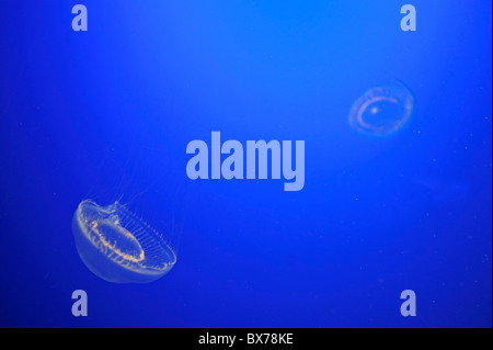 USA, California, Monterey Bay Acquarium, Jellyfish Stock Photo