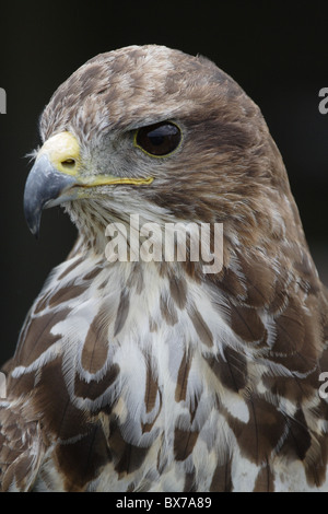 Common Buzzard Portrait Stock Photo