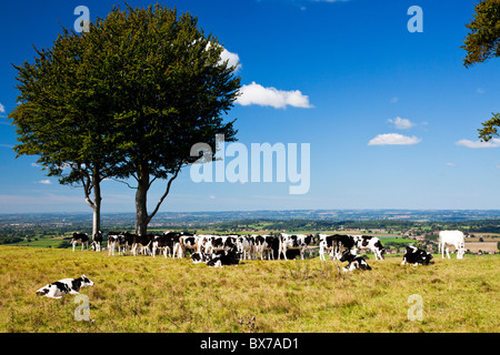 Cow grazing at Oliver's Castle, an ancient hillfort near Devizes, Wiltshire, England, UK Stock Photo