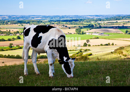 Cow grazing at Oliver's Castle, an ancient hillfort near Devizes, Wiltshire, England, UK Stock Photo