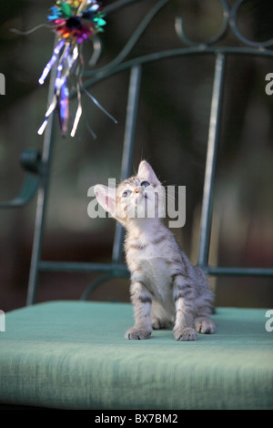 cute little indian kitten with Christmas decoration Stock Photo