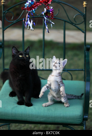 cute little indian kitten with Christmas decoration Stock Photo