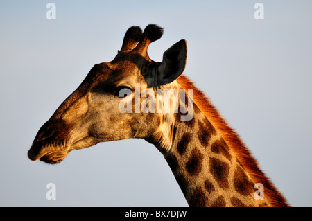 Head portrait of a giraffe. Kruger National Park, South Africa. Stock Photo