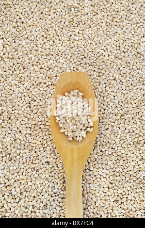 Wooden spoon and dried pearled barley - detail - directly above Stock Photo