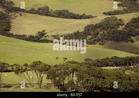 Sheep grazing in a pasture in the northern part of North Island, New Zealand. Stock Photo