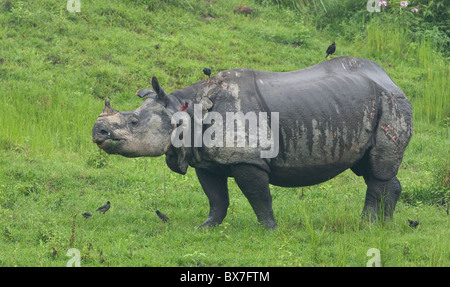 One Horned Rhino (photographed at Kaziranga National Park, India) Stock Photo