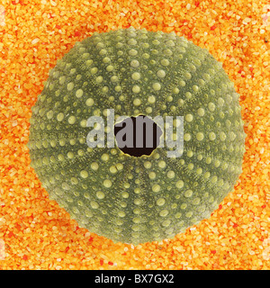 Sea urchin shell on a bed of orange sand. Stock Photo