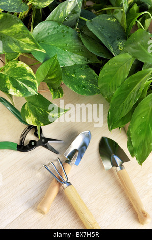 Gardening tools and houseplants – still life Stock Photo