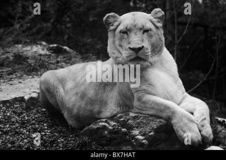 White lion (female) Stock Photo