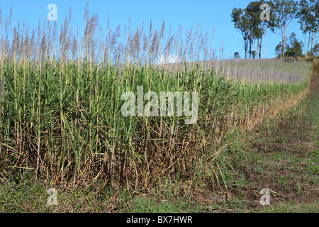 Typical sugarcane field in Eastern Australia. Stock Photo