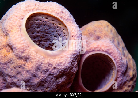 Close up of the top[ of stove pipe sponge Stock Photo