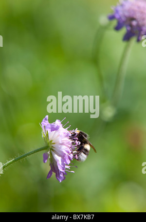 A bee pollinating thrift ( Armeria maritima ) flower , Finland Stock Photo