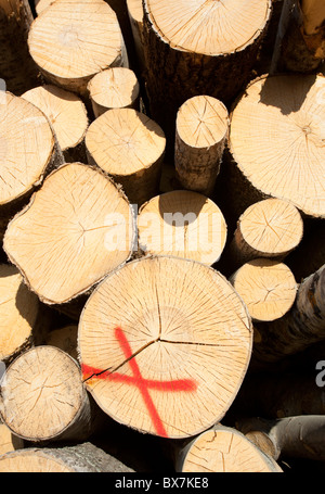 The sawed ends of a aspen ( populus tremula )  logs in a pile , Finland Stock Photo