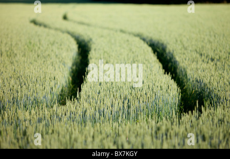 Field filled with growing  bread wheat ( Triticum aestivum ) , Finland Stock Photo