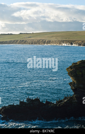 dh Grim Ness SOUTH RONALDSAY ORKNEY Shags perched on rock below seacliff South Ronaldsay east coast Stock Photo