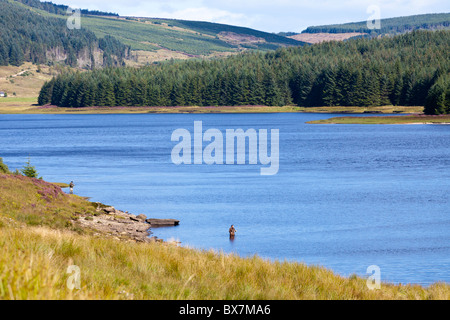 Fishermen fly fishing for trout in Lussa Loch on the Kintyre Peninsula. Argyll & Bute, Scotland Stock Photo