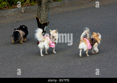 japanese girl in leopard tights walking her tiny dogs wearing matching leopard suits Stock Photo