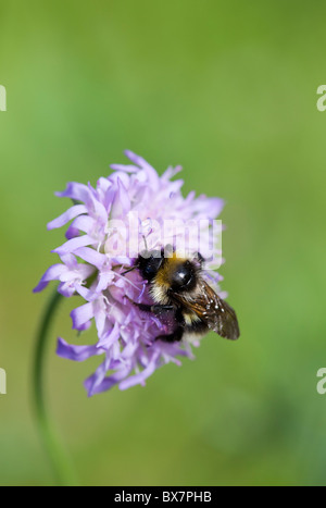 A bee pollinating thrift flower  ( Armeria maritima ) , Finland Stock Photo