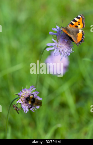 Small tortoiseshell (  Aglais urticae ) butterfly , bee and fly sucking nectar from thrift ( Armeria maritima ) flowers , Finland Stock Photo