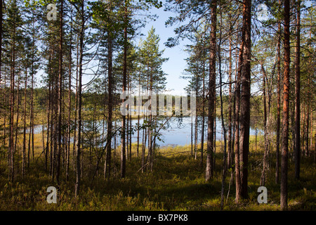 Small marsh lake and bog in the middle of the heath / coniferous taiga forest , Finland Stock Photo