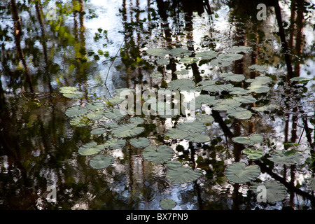 Water lily leaves ( Nymphaeaceae ) and tree reflections from the water surface , Finland Stock Photo