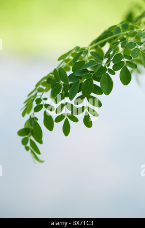 Moringa oleifera, Drumstick Tree leaves. India Stock Photo