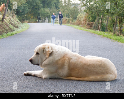 Dog on roadway along the Camino de Santiago, Spain. Stock Photo