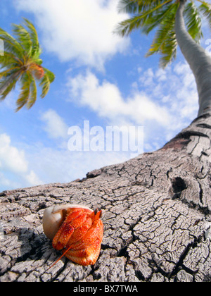 Hermit crab (Coenobita sp.) on base of coconut palm (Cocos nucifera), West island, Cocos Keeling, Indian Ocean Stock Photo