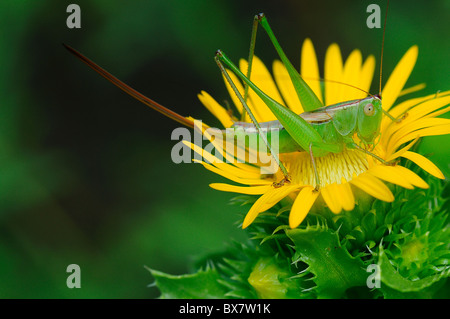 Saw-Leaf Daisy and katydid Stock Photo