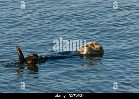 Sea otter Enhydra lutris, relaxing floating on their back in the sea; southern California. Stock Photo
