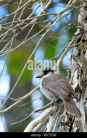 Gray Jay/Whiskey Jack on a branch Stock Photo