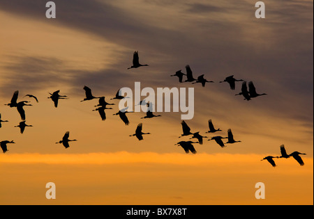 Lesser Sandhill Cranes Grus canadensis flying to their roost at sunset, Central Valley, California. Stock Photo