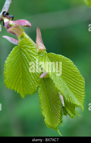 Whych Elm (Ulmus glabra), new leaf Stock Photo
