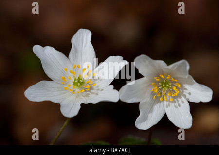 Wood Anenome (Anemone nemorosa) Stock Photo