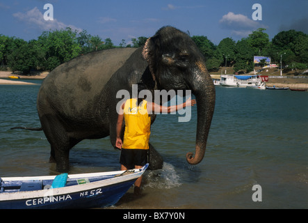 A circus elephant with its keeper taking a bath in the river Tapajos ALTER DO CHAO  ( Amazon Basin )  State of Pará  BRAZIL Stock Photo