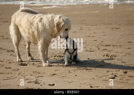 Golden Retriever meeting Cavalier King Charles Spaniel, puppy, tricolour, 12 weeks, Netherlands Stock Photo