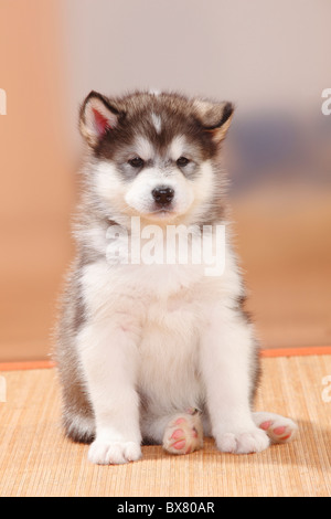 Alaskan Malamute, puppy, 6 weeks Stock Photo