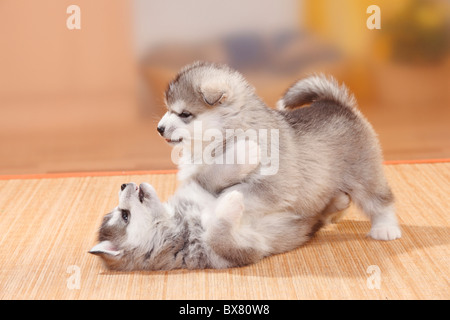 Alaskan Malamutes, puppies, 6 weeks Stock Photo