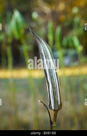 Dried okra seed pod left on plant unpicked in a an okra field one morning in late Fall. Okra is also known as ladies fingers. Stock Photo