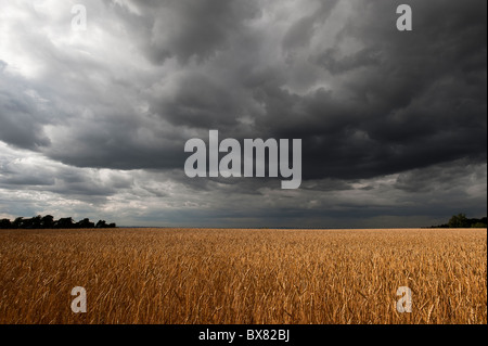 A beautiful isolated English wheat field lit by patches of sunlight with dark stormy skies overhead Stock Photo